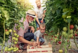 tomato farm family